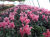 cyclamen