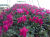 cyclamen (5)