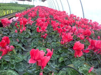 cyclamen biosolaris