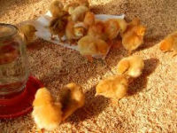 vindem-puicute-de-oua-isa-brown_1