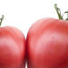 Tomate-nedeterminate-semitimpurii-Rozovo-Sartse-Inima-roz-Seminte-de-Rosii-bulgaresti-Florian-Bulgaria
